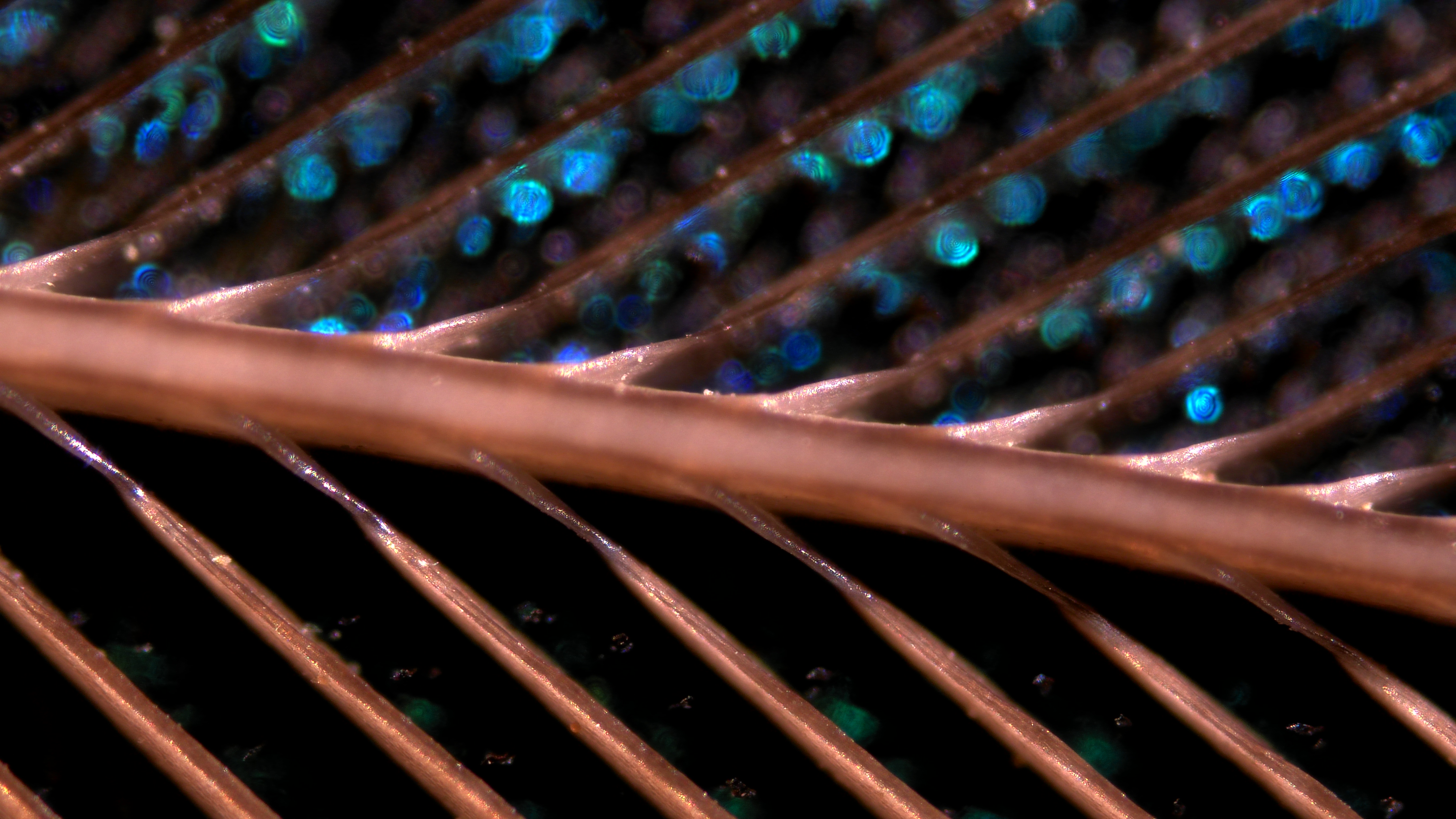 Back of Peacock Feather