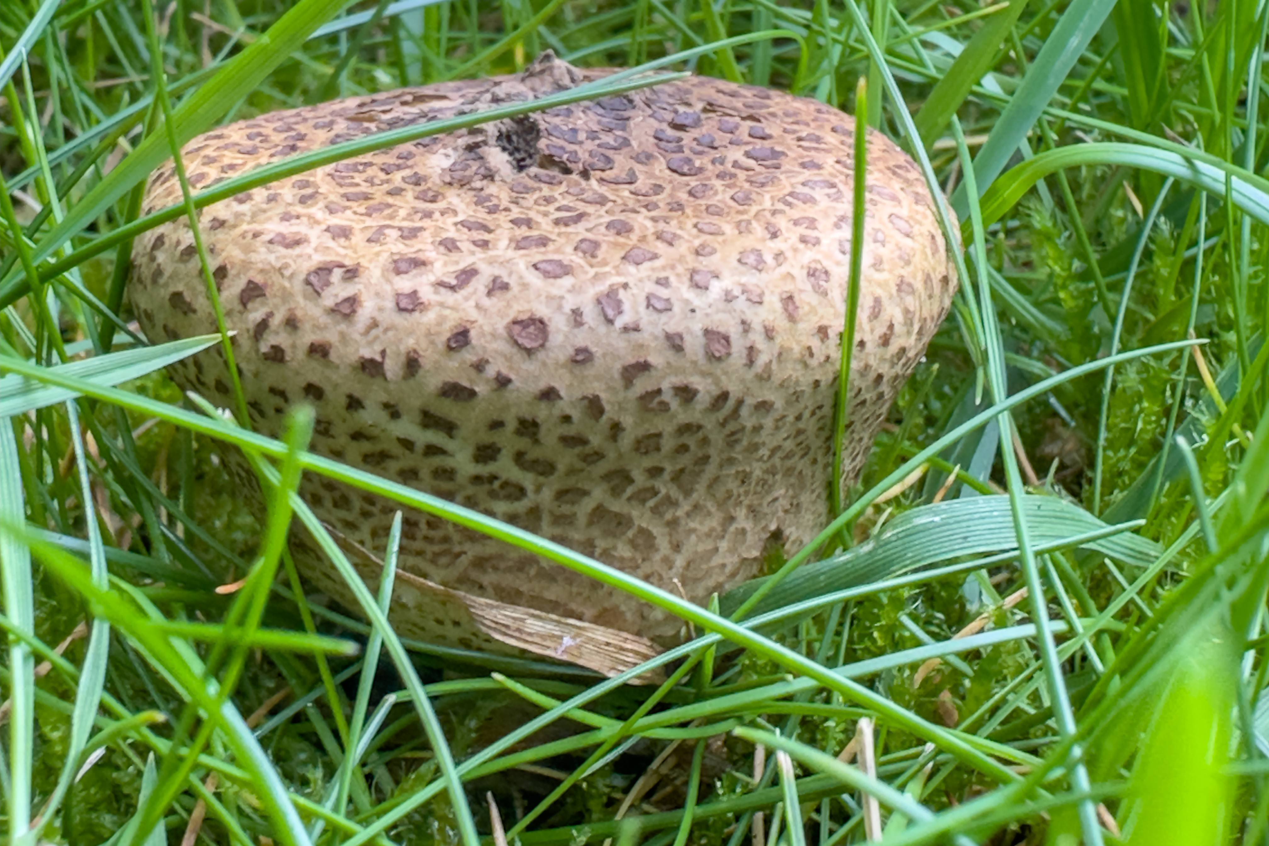 Common Earthball