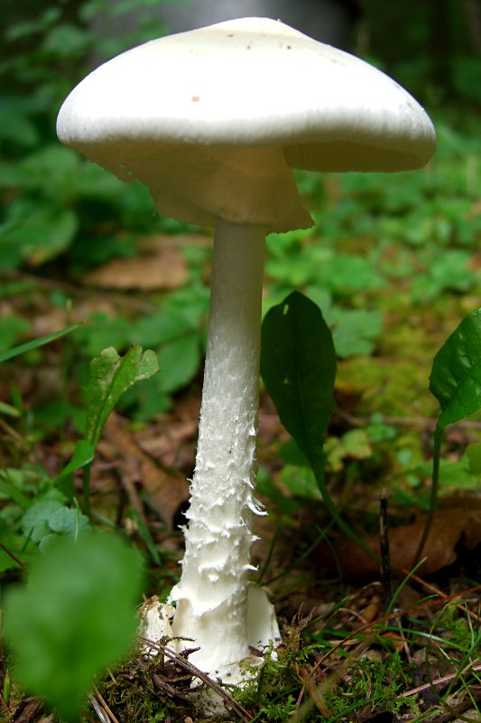 Destroying Angel