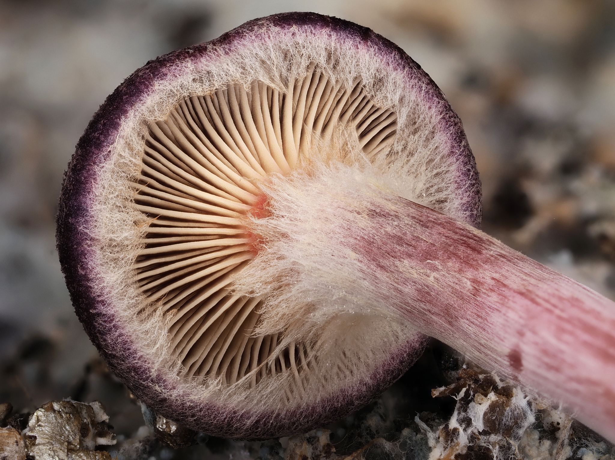 Gymnopilus Purpuratus