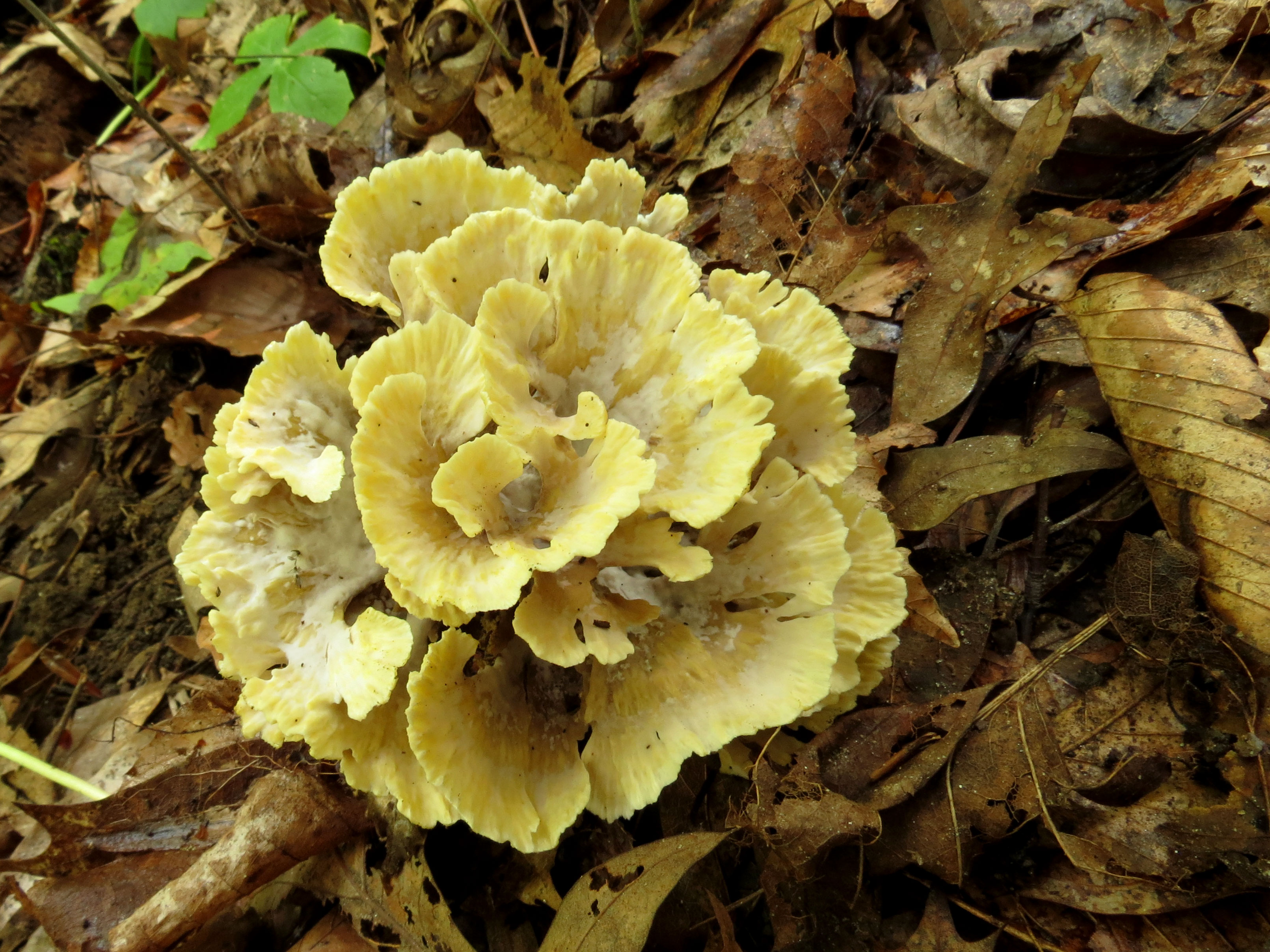 Hen of the Woods