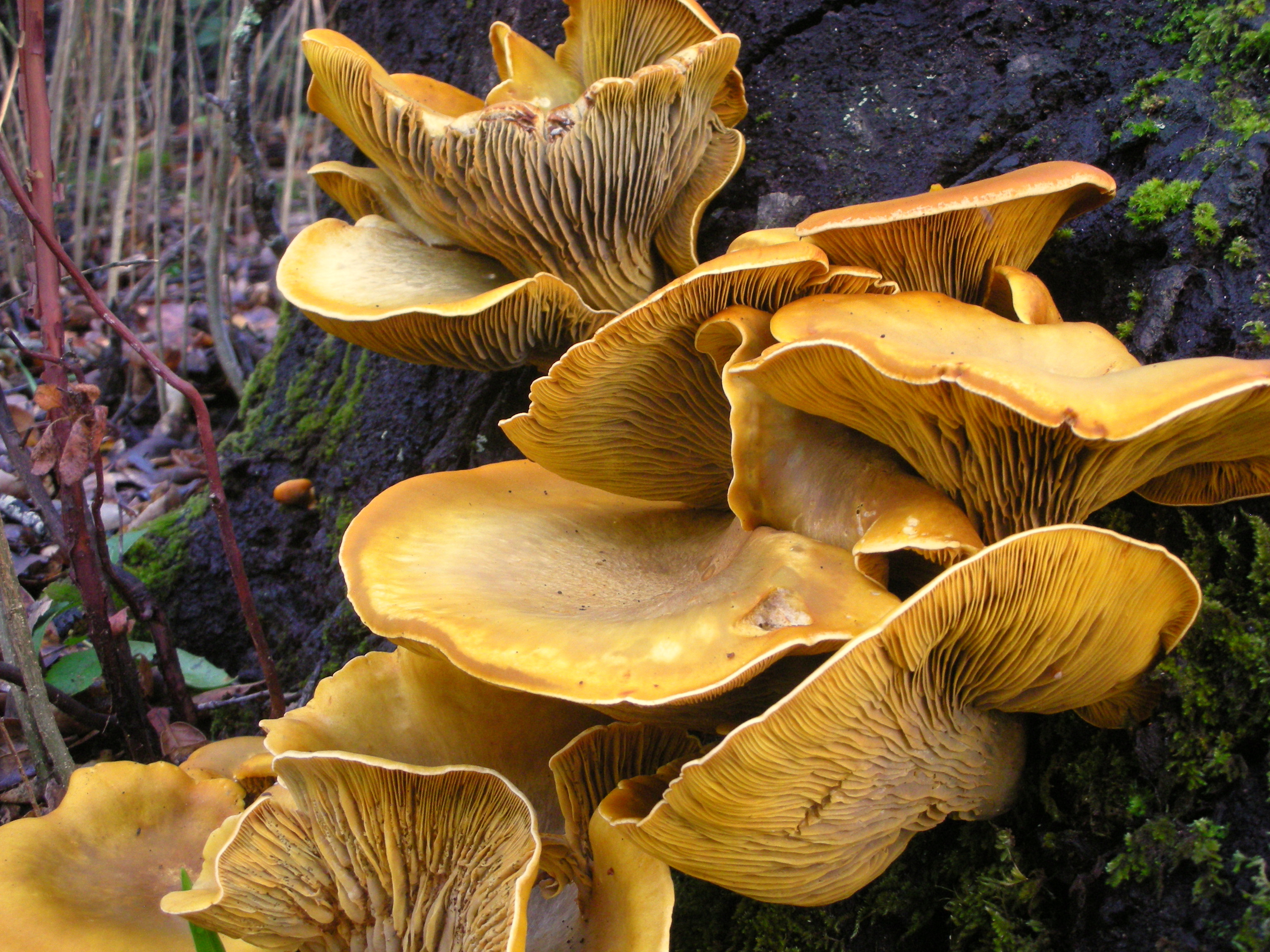 Jack O'Lantern Mushroom