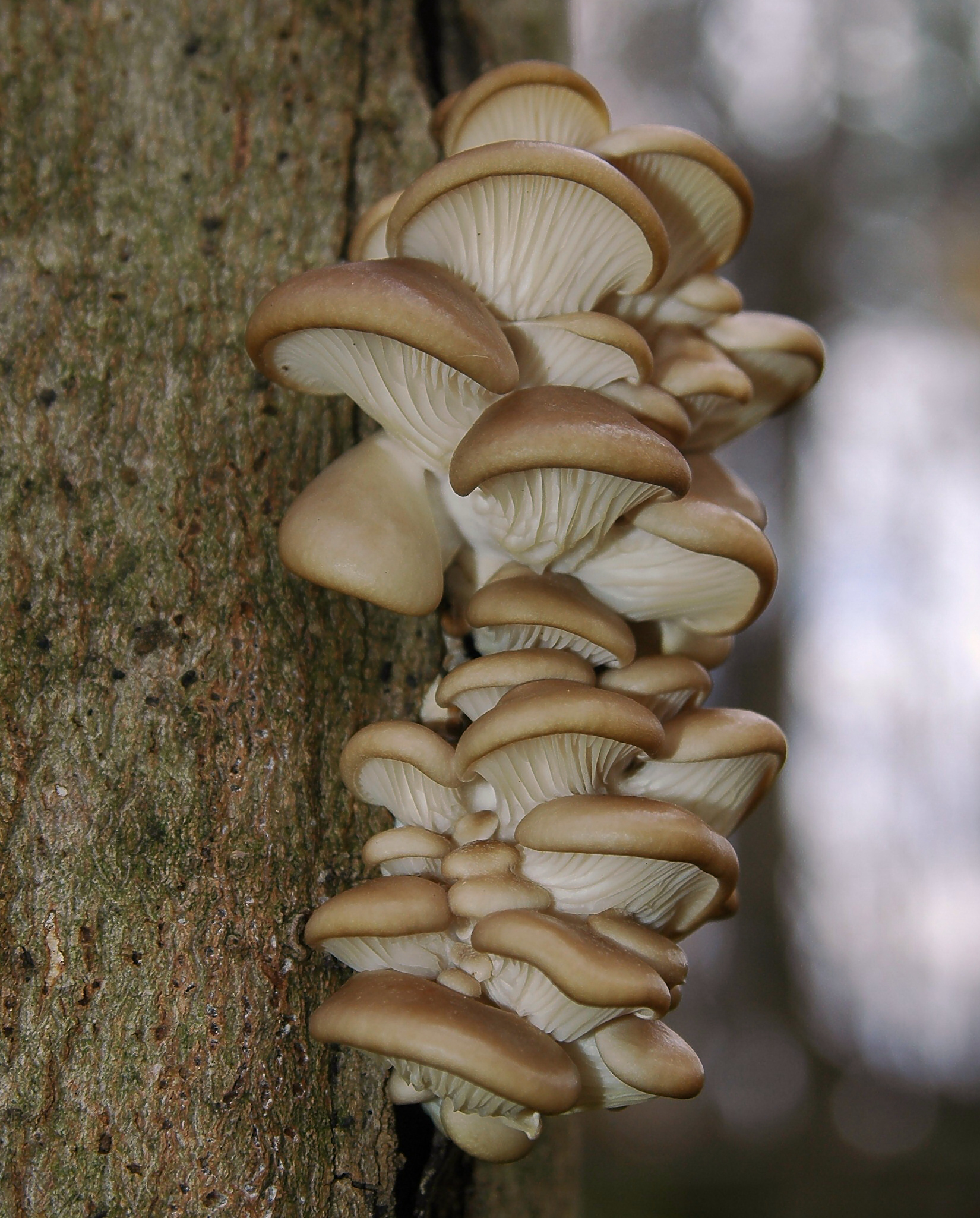 Oyster Mushroom