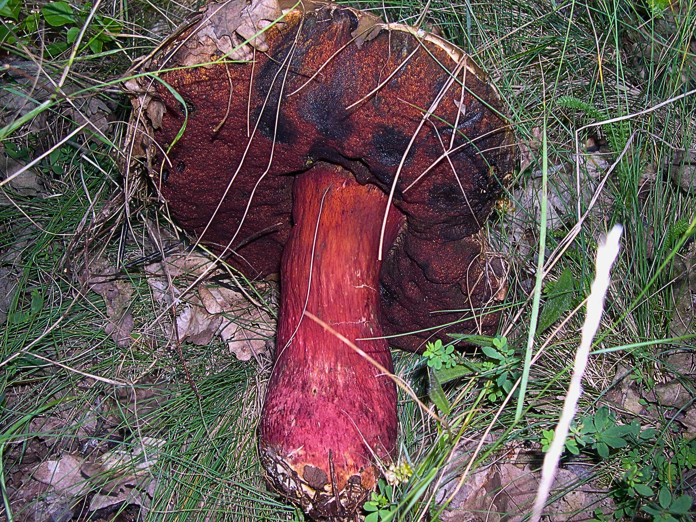 Satan's Bolete